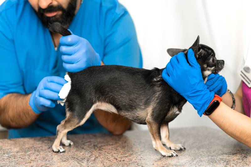 Veterinarians clean the paraanal glands of a dog in a veterinary clinic
