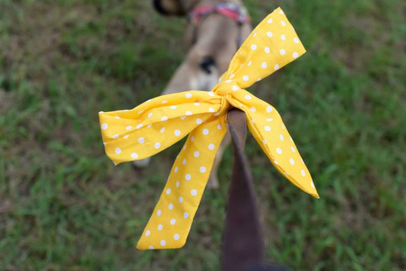 a yellow ribbon on dog leash as a symbol of the yellow dog project
