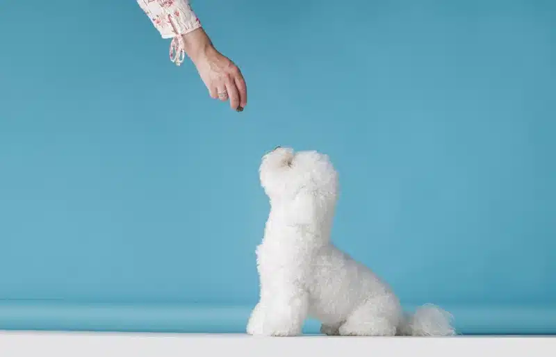 bichon frise puppy being trained with a dog treat