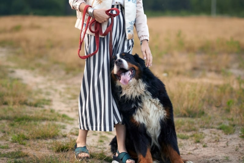 dog leaning to its owner