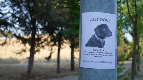 dog missing poster