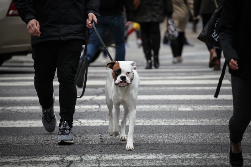 dog walking with owner on the pedestrian lane