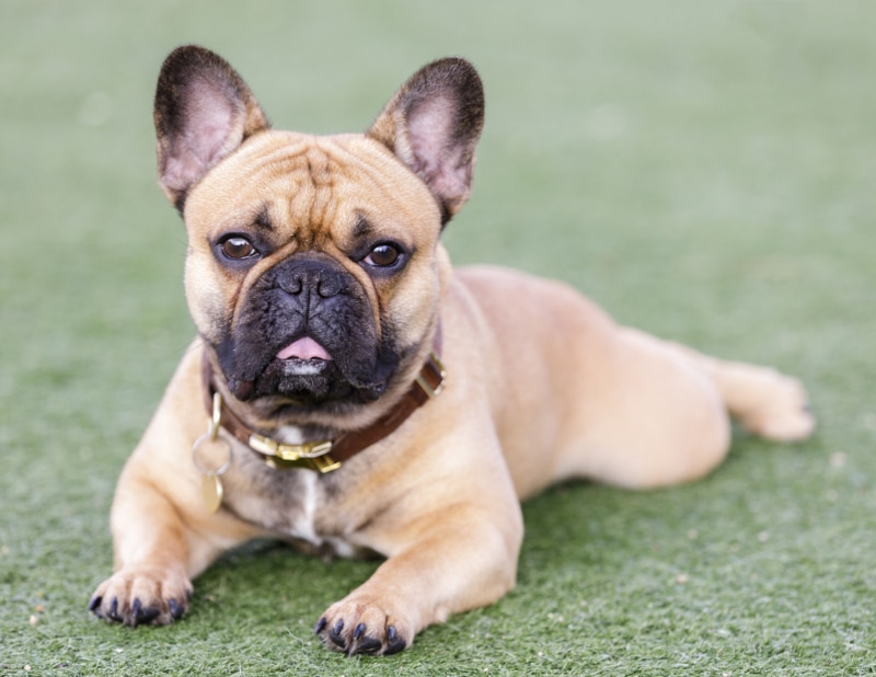 french bulldog lying on grass at the park