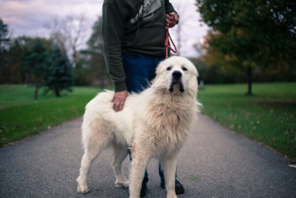 great pyrenees dog with owner
