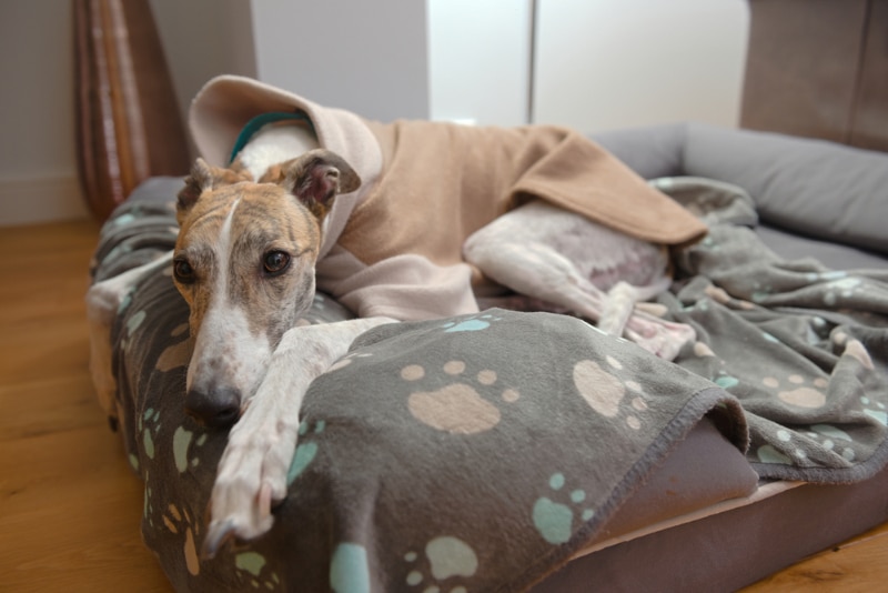 greyhound lying on its dog bed