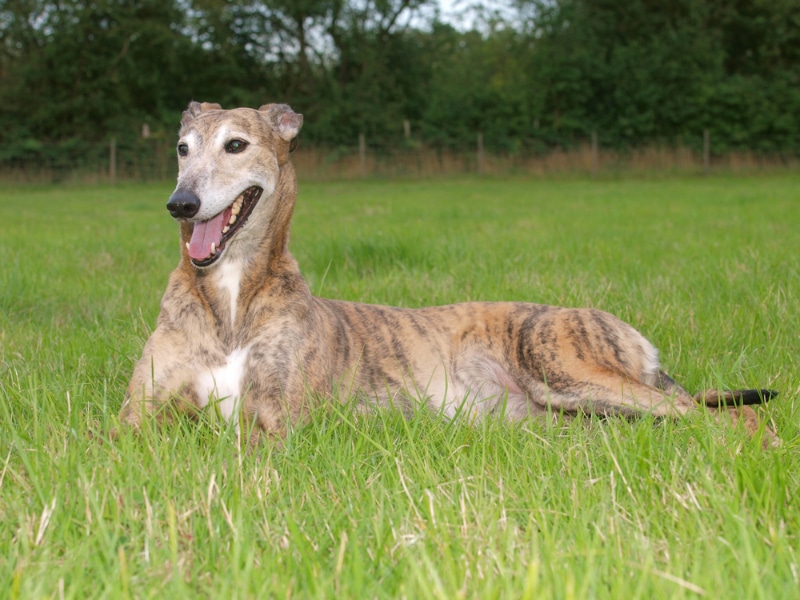 greyhound lying on the meadow