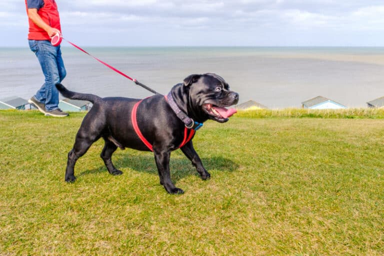 10-dog-walking-problems-solutions-dogster