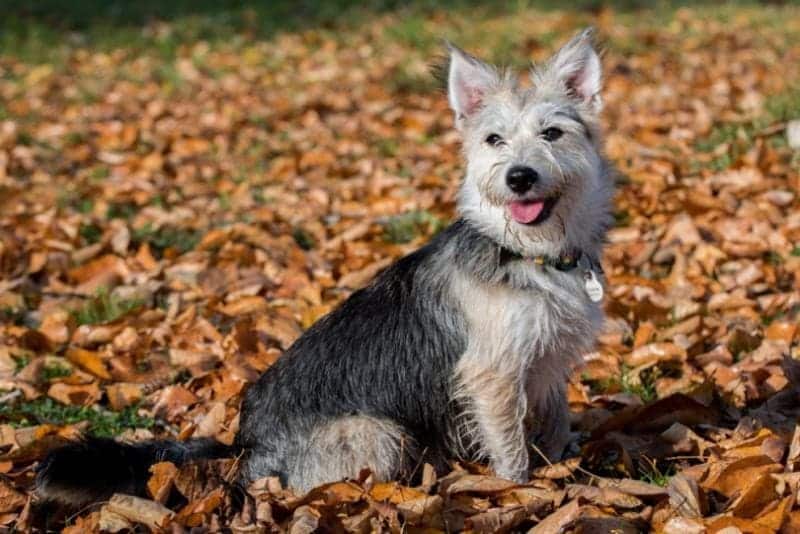 mutt dog sitting outdoor