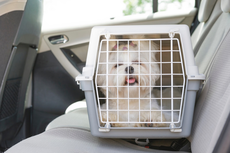 Maltese dog in a carrier inside the car