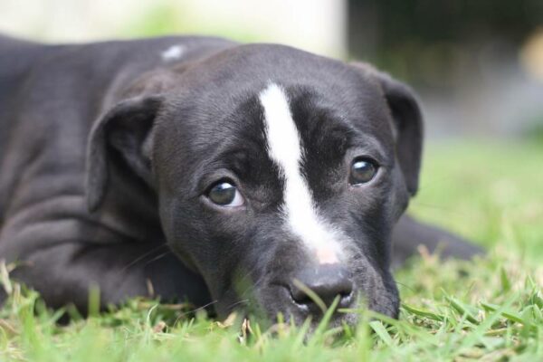 black and white pitbull puppy lying on the grass