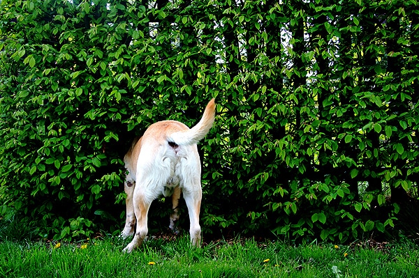 A dog's anal glans and butt on view as he digs in the backyard.