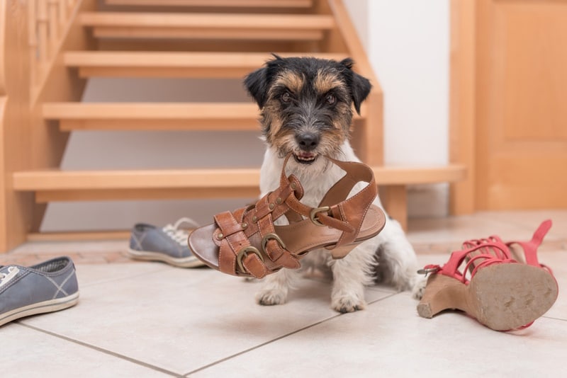 dog-chewing-shoes