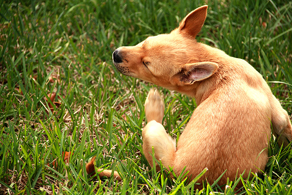 A yellow dog with fleas itching and scratching.