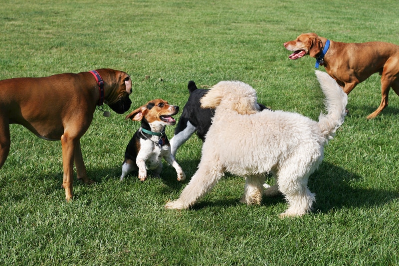 group of dogs playing at the park