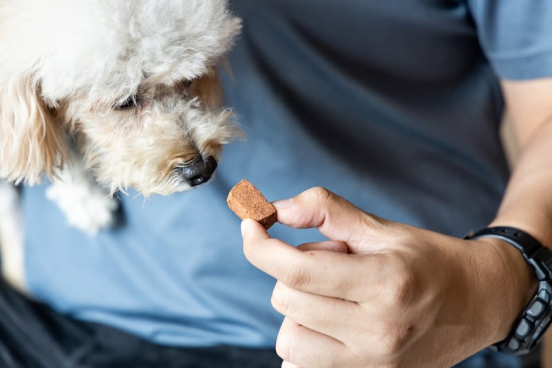 man giving dog heart worm chewable