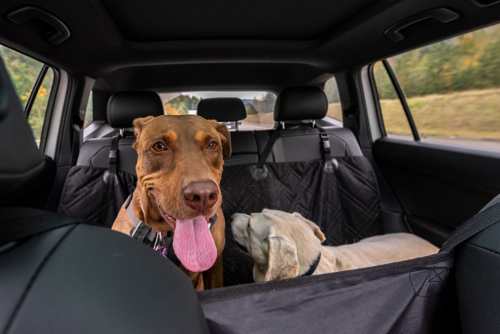 Doberman mix and white lab mix traveling inside a car