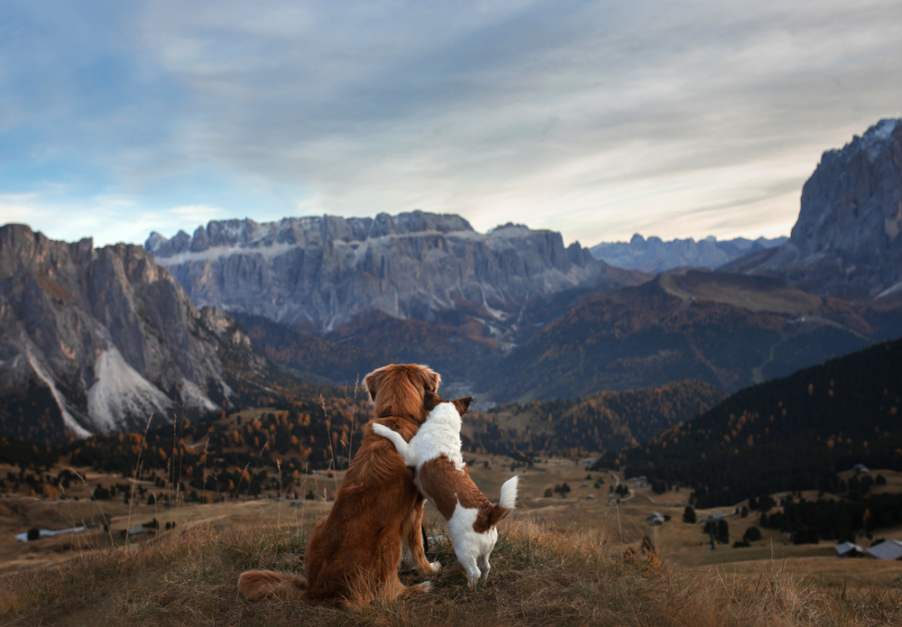 two dogs hugging in mountains