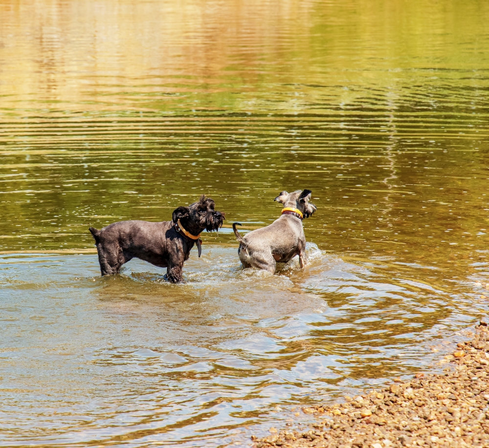 Two cute black schnauzers frolic in the water on the river bank.