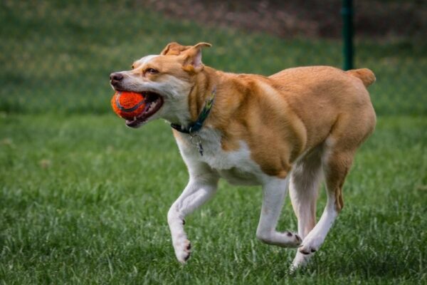 Red Heeler Dog Plays Fetch