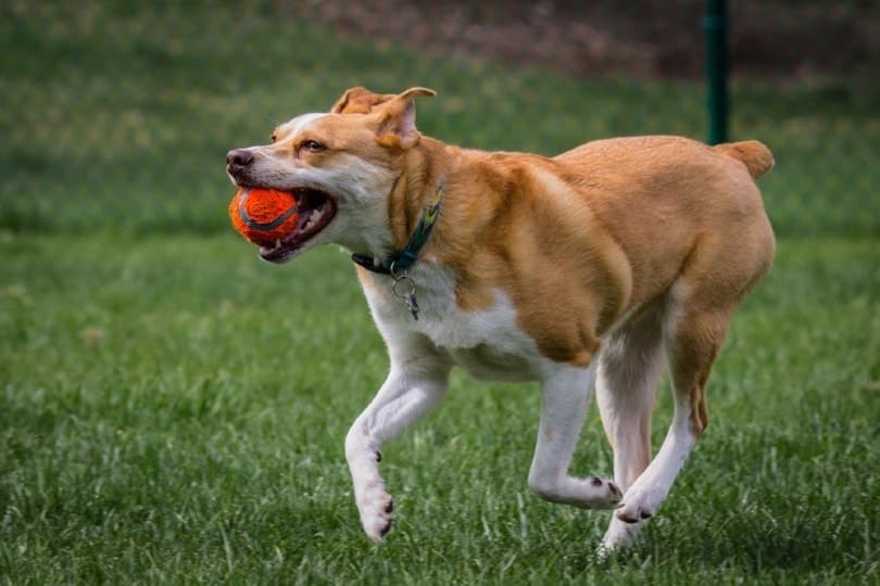 Red Heeler Dog Plays Fetch