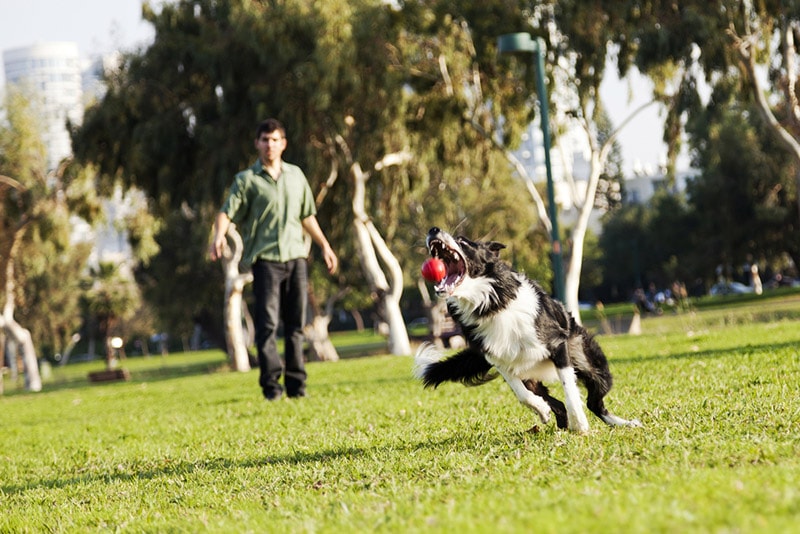 border collie dog playing fetch with the male owner