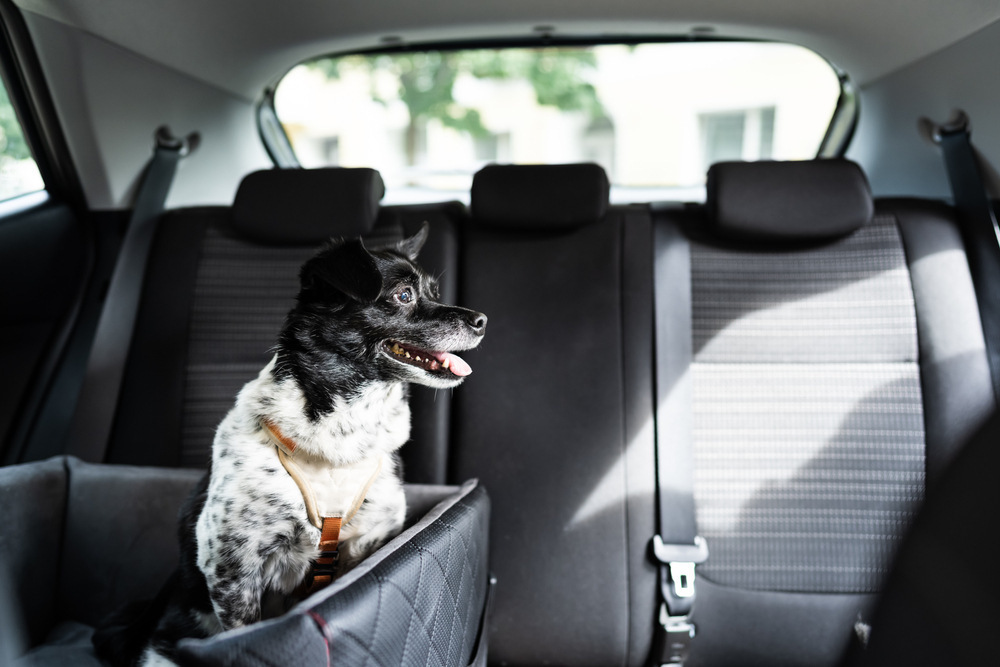 Dog-in-car-seat-with-safe-belt-and-seat-booster