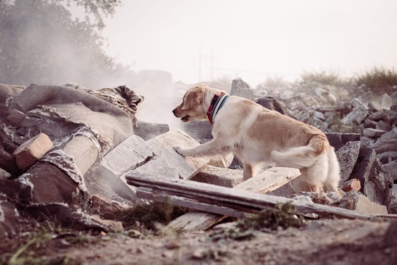 search and rescue dog looking for survivors after earthquake