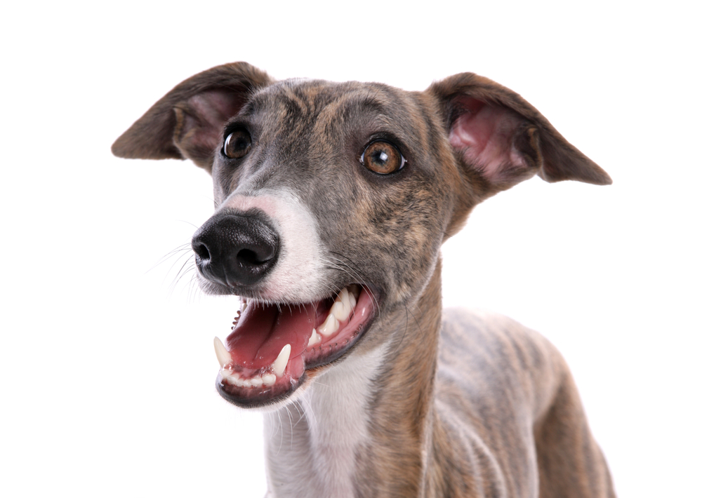 close up of greyhound with mouth open on white background