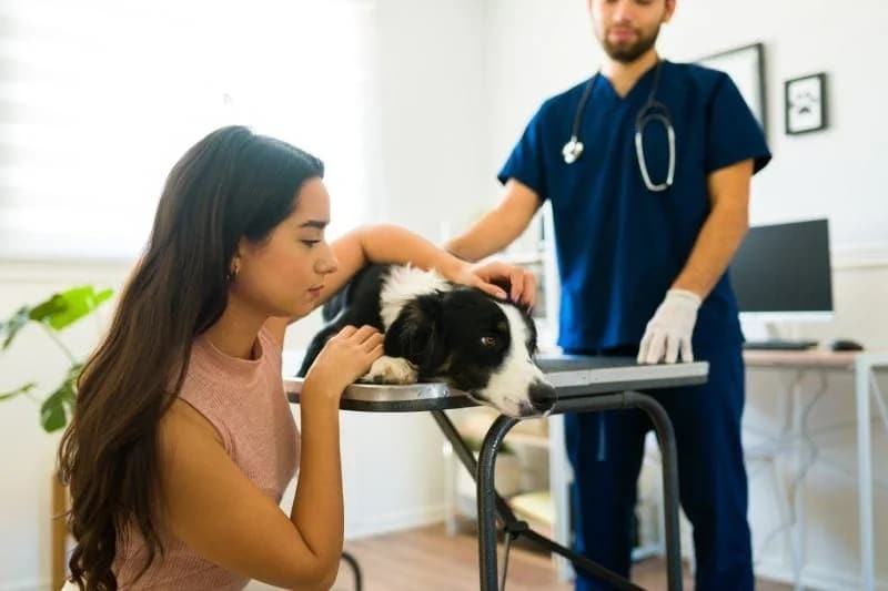 sick border collie dog at the vet