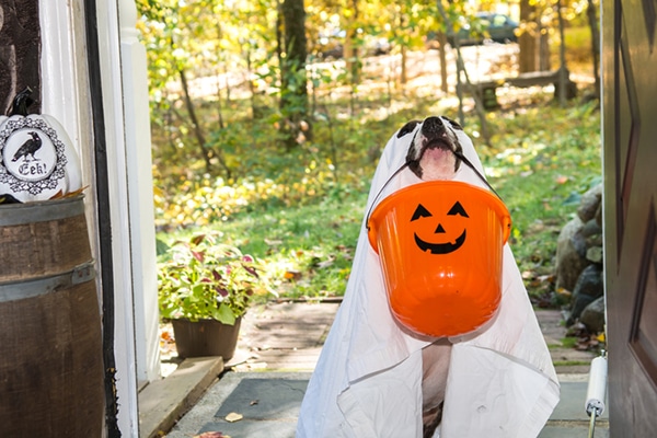 A dog dressed as a ghost holding a Halloween trick or treat pumpkin basket.