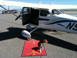 Beagle-airplane-Bozeman-red-carpet