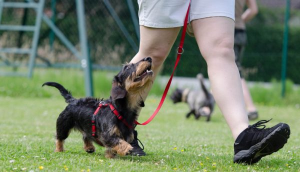 Dachshund dog walking doing a dog training outdoors