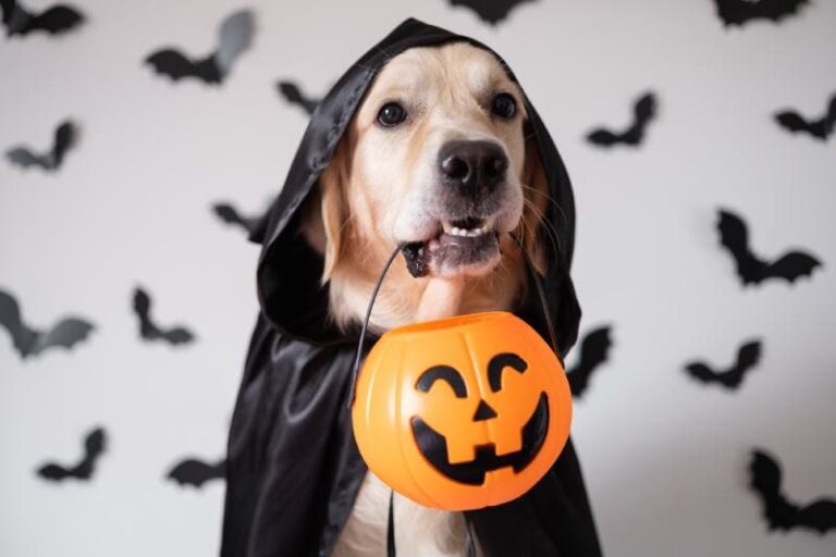140-halloween-dog-names-for-your-spooky-pooch-dogster