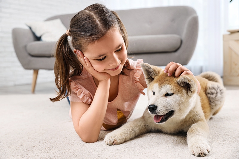 young girl petting an akita inu puppy at home