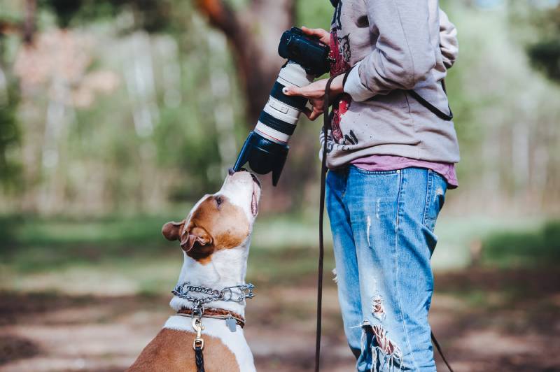 American Staffordshire Terrier dog communicates with a photographer and sniffs the camera lens