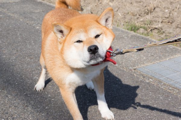Shiba Inu resisting to walk