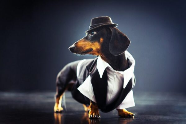 dachshund dog dressed in suit and vest with a hat on