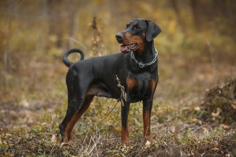 doberman pinscher dog in the forest