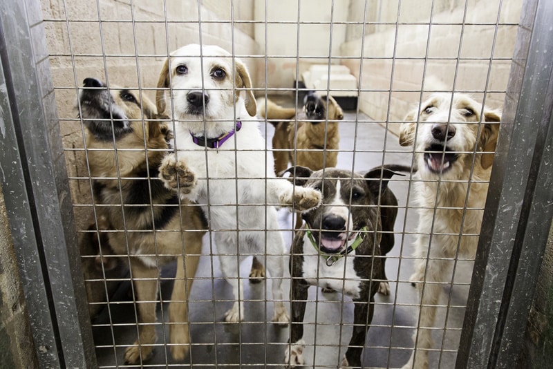 dogs-in-animal-shelter