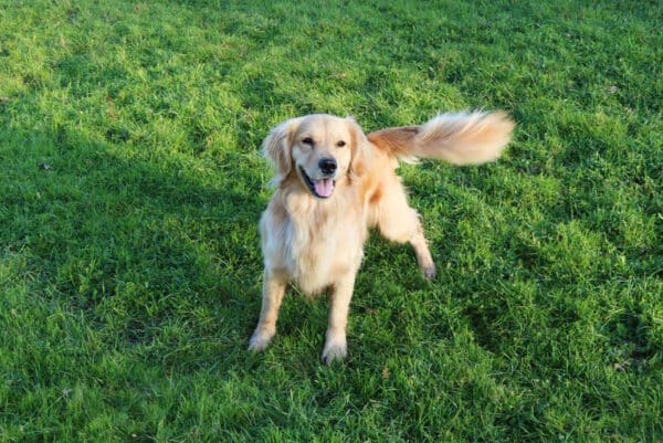 golden-retriever-wagging-its-tail