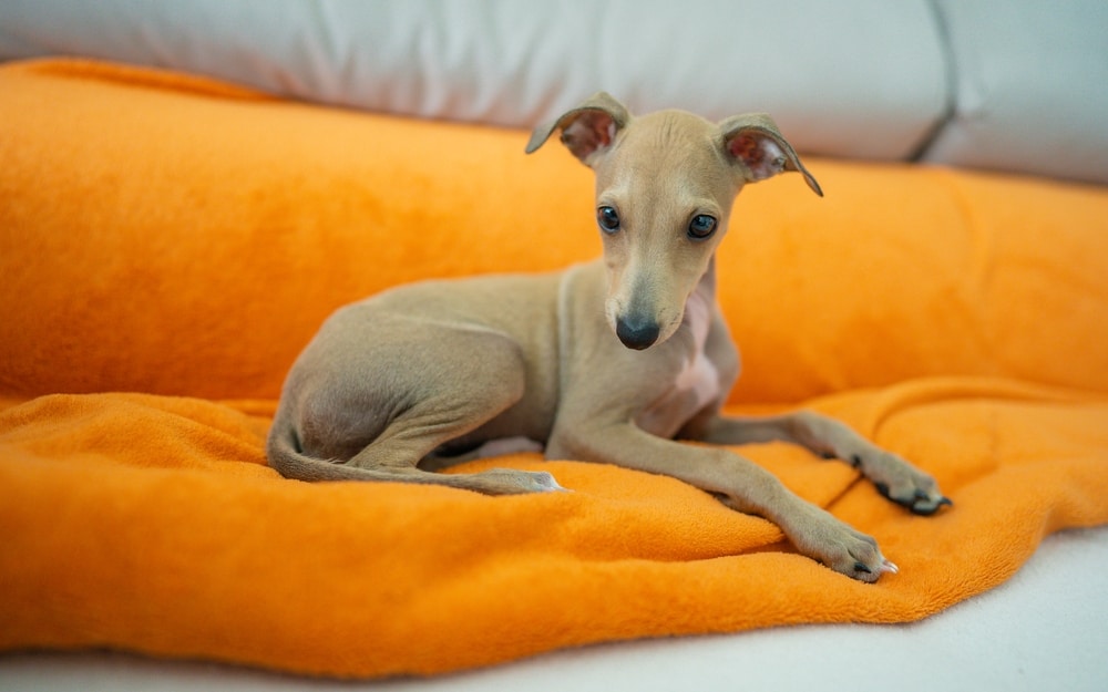 italian greyhound dog sitting on the couch