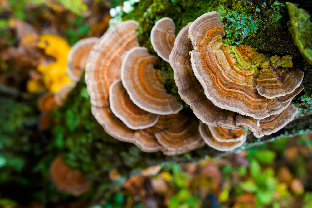 Turkey Tail Mushrooms on a tree
