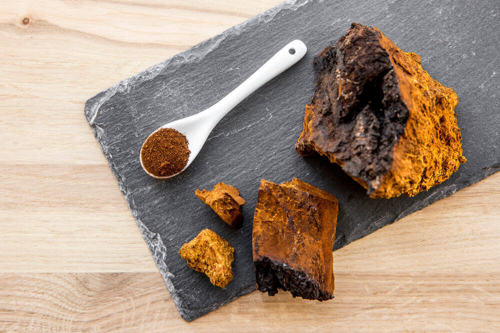 Chaga mushrooms on the table with powder