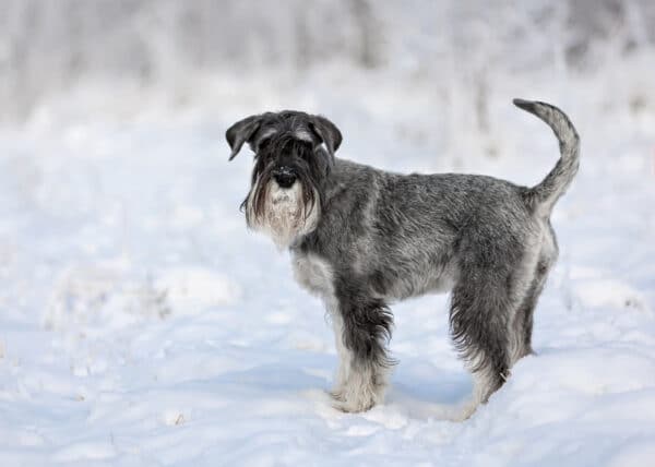 schnauzer dog standing in winter snowy forest