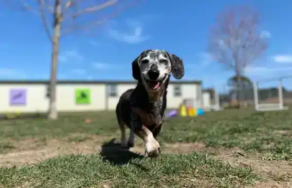 senior merle dachshund running inside a dog boarding facility