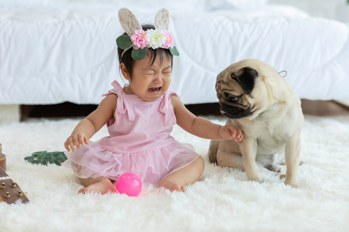crying baby with pug