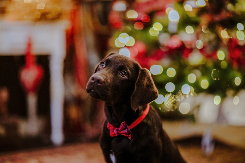 Brown Labrador with a bow tie infront of a christmas tree