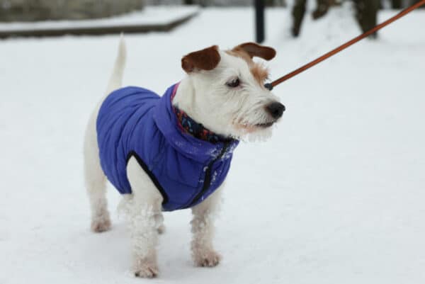 Jack Russell Terrier dog wearing jacket in snow
