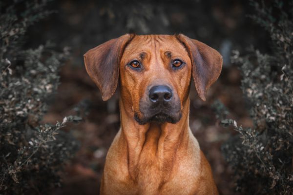 close up of Rhodesian ridgeback dog