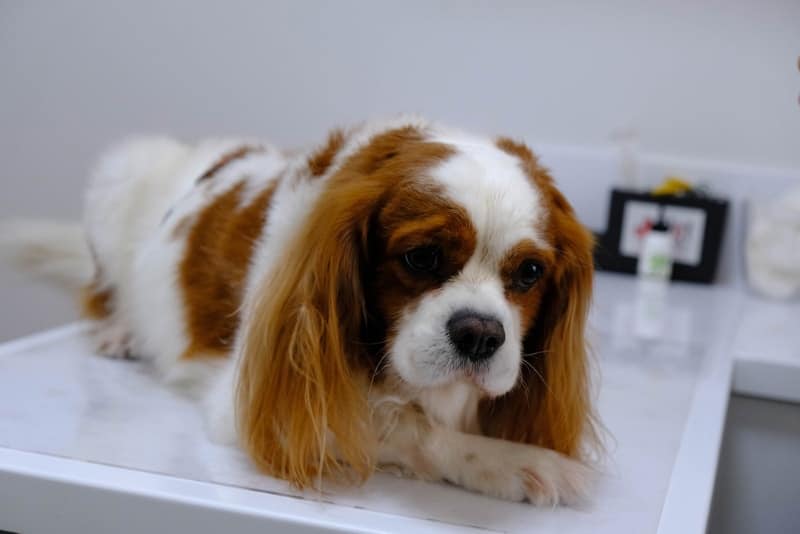 cute sick dog waiting for the vet
